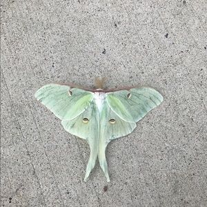 Meet your Posher, Amers